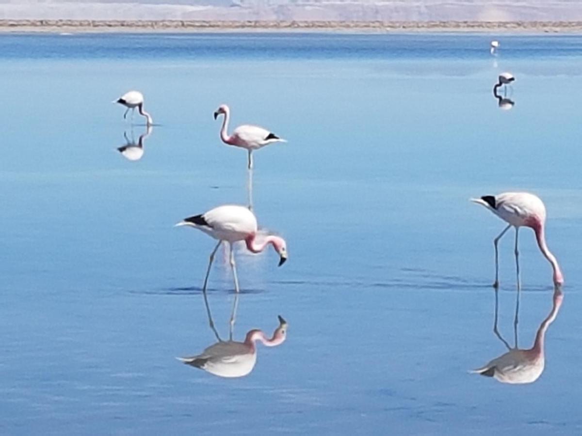 La Casa Blanca Hotel San Pedro de Atacama Eksteriør billede